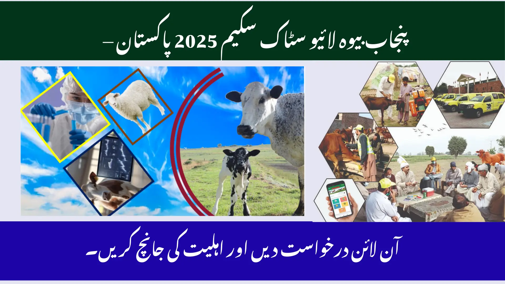 Punjab Widows Livestock Scheme 2025 Pakistan