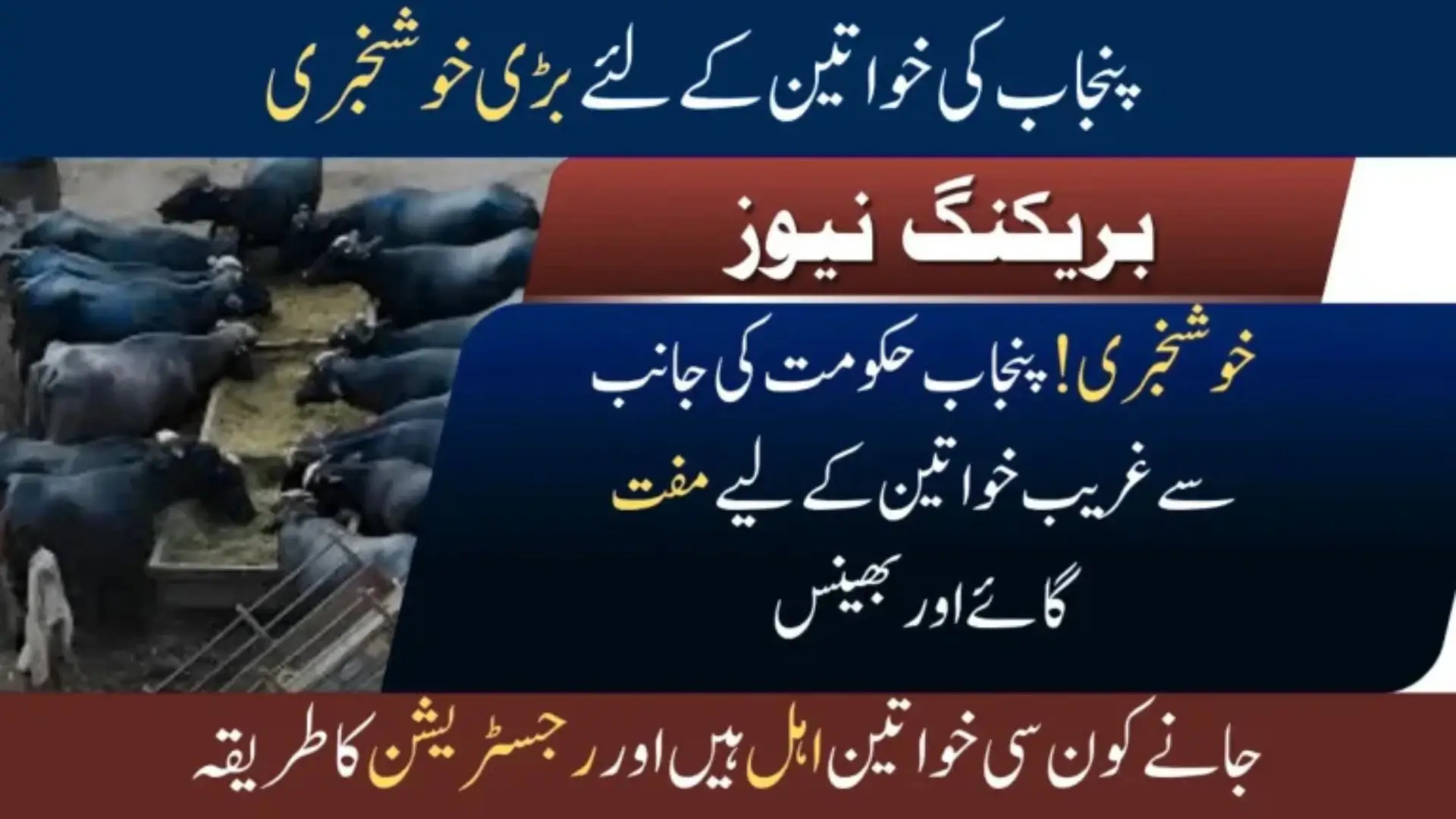 Livestock Scheme Free Cows & Buffaloes for Rural Women